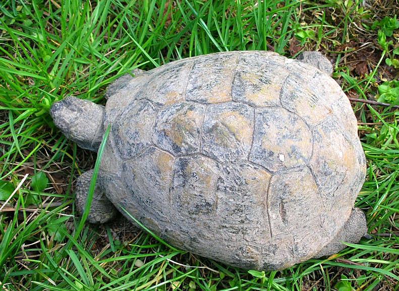 Testuggine terrestre Testudo hermanni hermanni